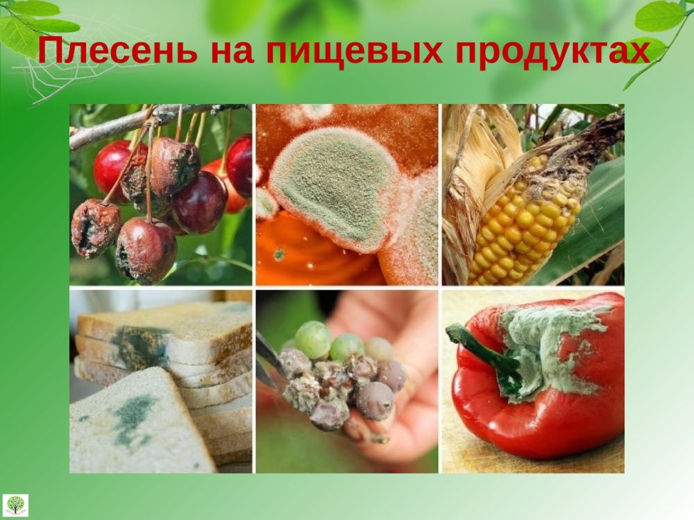 ���� ���������: ������ �� ������� �� ���������?