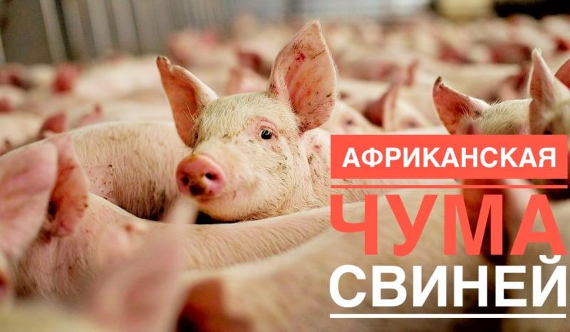 ���� ���������: ����������� ���� ������