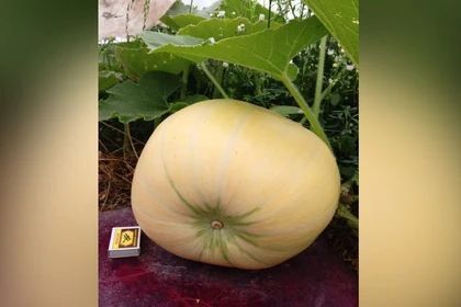 ����� ������� ����� ��������: ���������� �������� ��������� �������� ����� 25 ���������