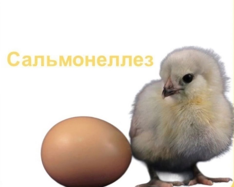  : .  -   ,       Salmonella
