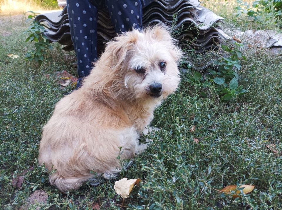 В Центрально-Городском районе Горловки прошла акция «Большая помощь маленькому другу»