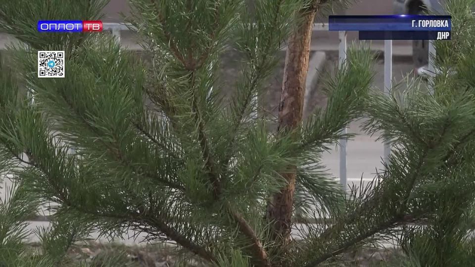 В Горловке начали работать ёлочные базары