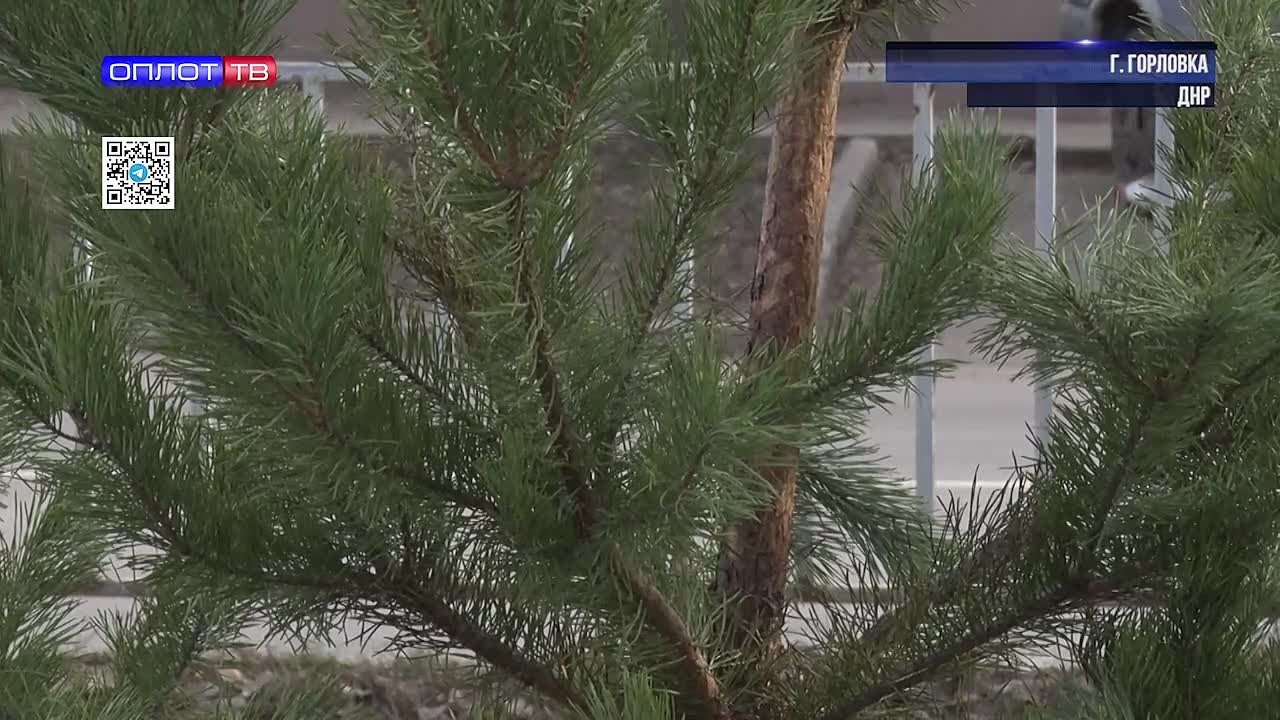 В Горловке начали работать ёлочные базары