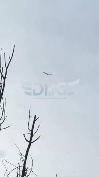 ���� ��� ��� ���������. �����������