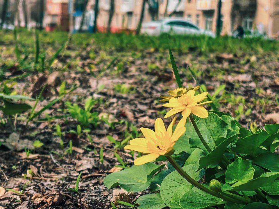 ����� ����������� �� ������