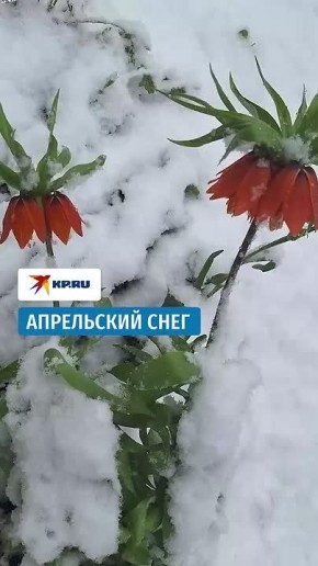 ������������� ���������� �������� �� ���: � �������� ���������� ����� ����