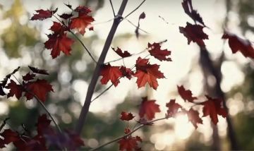 ����� 5 ����� ������� ����� ������� � ���� ���� � ������ � �������� ������� ��������