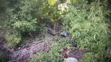 � �������� ����� ����, ������� ������� ��������� ��������������� ����������
