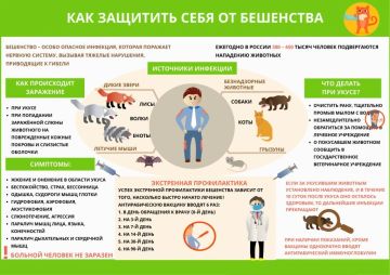 Профилактика бешенства:. правила безопасности и экстренная помощь